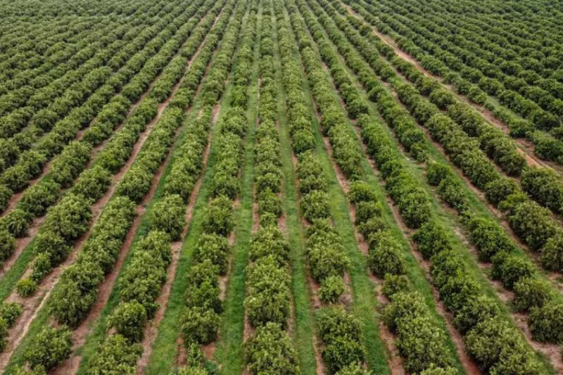 Bloqueio no seguro rural: entidades alertam para ‘duro golpe a política de proteção contra riscos agroclimáticos’