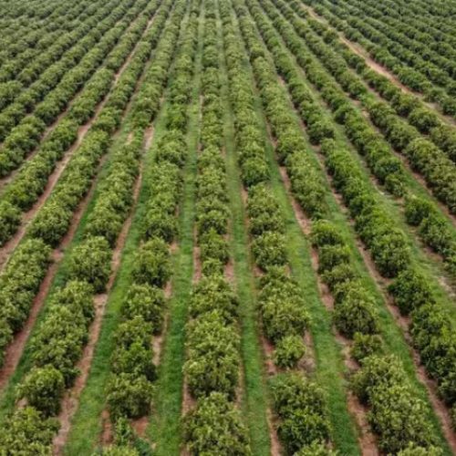 Bloqueio no seguro rural: entidades alertam para ‘duro golpe a política de proteção contra riscos agroclimáticos’